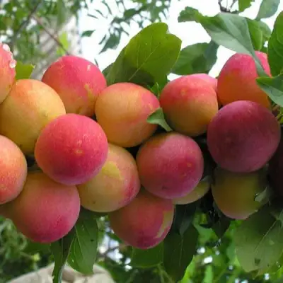 Слива СКОРОПЛОДНАЯ в Жодино