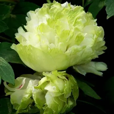 Пион ЗЕЛЕНЫЙ ШАР древовидный в Жодино