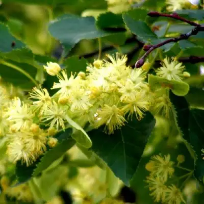 Липа сердцевидная в Жодино