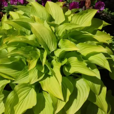 Хоста ХИДОН САНСЕТ в Жодино