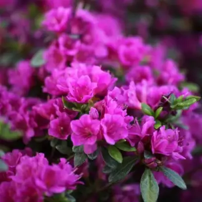 Азалия ГЕЙША ПЕРПЛ японская в Жодино