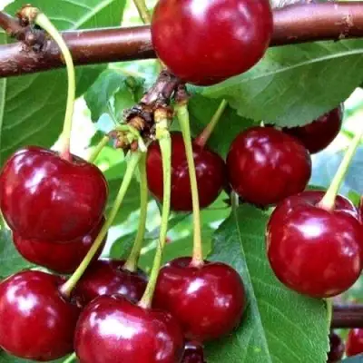 Дюк ШПАНКА ДОНЕЦКАЯ в Жодино