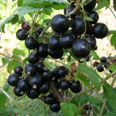 Смородина чёрная ШАРОВИДНАЯ в Жодино