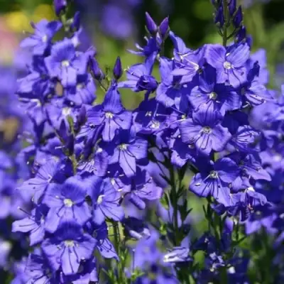 Вероника австрийская в Жодино