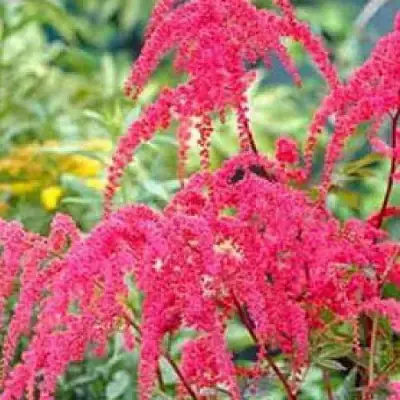 Астильба РЕД ЧАРМ Арендса в Жодино