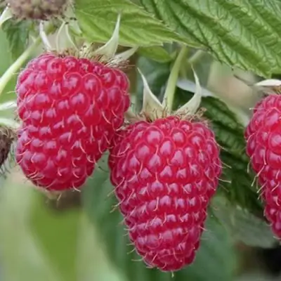 Малина ТУЛАМИН в Жодино