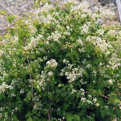 Стефанандра КРИСПА надрезаннолистная в Жодино