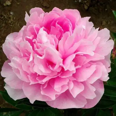 Пион ЛЕТЯЩИЙ ЖУРАВЛЬ травянистый в Жодино