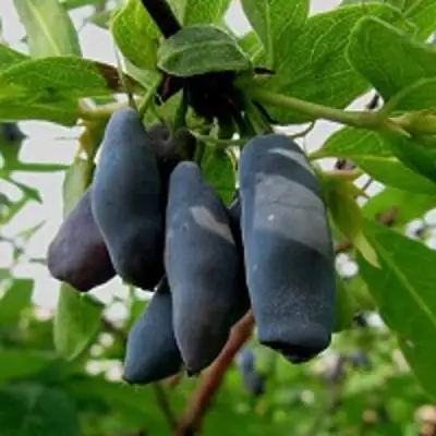 Жимолость съедобная ЧУЛЫМСКАЯ в Жодино