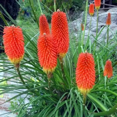 Книфофия БЕНГАЛ ФАЕР гибридная в Жодино