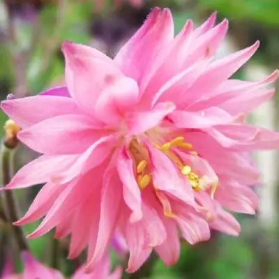 Аквилегия БАРЛОУ ПИНК гибрид МакКаны в Жодино