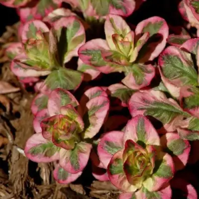 Вербейник АЛЕКСАНДР точечный в Жодино