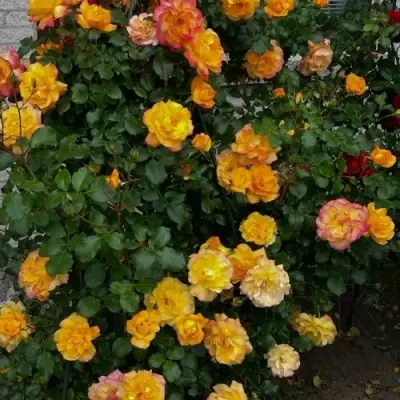 Роза САХАРА плетистая в Жодино