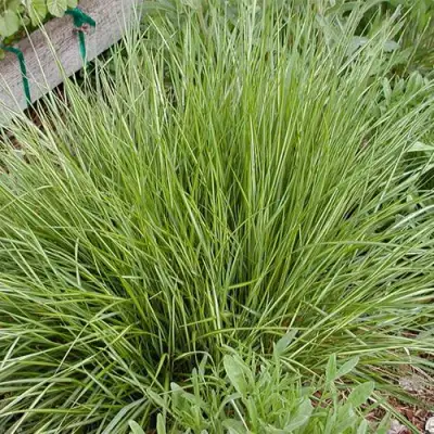 Вейник АВАЛАНШ остроцветковый в Жодино