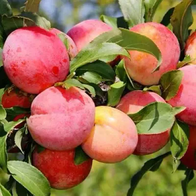 Слива ФАВОРИТЕ ДЕ СУЛТАНО в Жодино