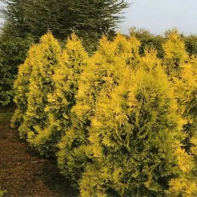 Туя ЕВРОПА ГОЛД западная в Жодино