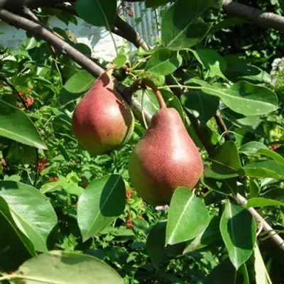 Груша РУМЯНАЯ КЕДРИНА в Жодино