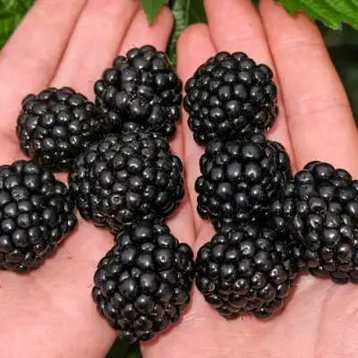 Ежевика ДЖАМБО бесшипная  в Жодино