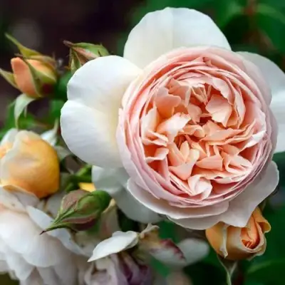 Роза ДЖУЛЬЕТТА английская в Жодино