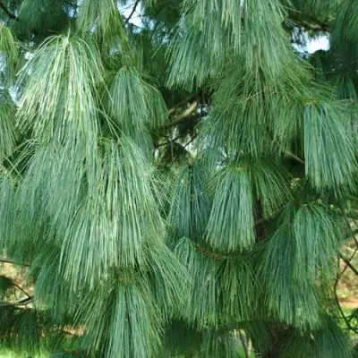 Сосна гриффита в Жодино