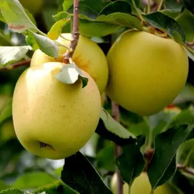 Яблоня ГОЛДЕН ВЛАДИМИРСКИЙ в Жодино