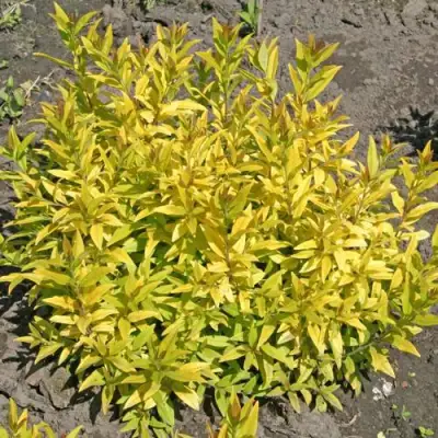 Бирючина АУРЕА обыкновенная в Жодино