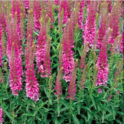 Вероника РОНИКА ФУКСИЯ в Жодино