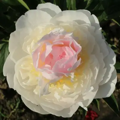 Пион БЛАШ КВИН травянистый в Жодино