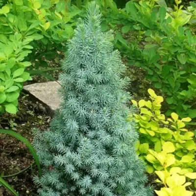 Ель КОНИКА сизая в Жодино