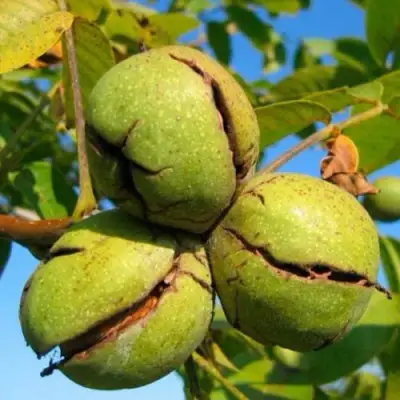 Грецкий орех ПИНСКИЙ в Жодино