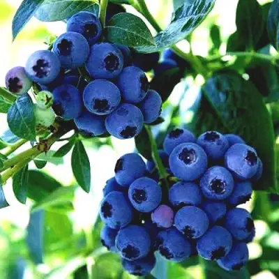 Голубика РЕКА в Жодино