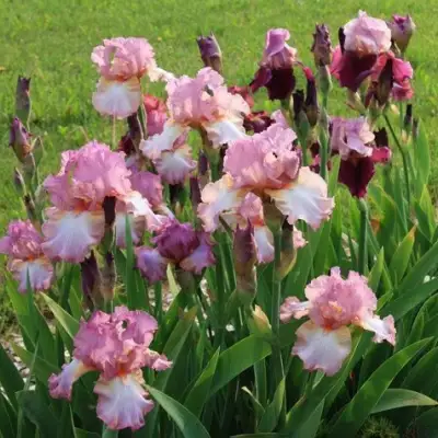 Ирис БЛАШИНГ ПИНК бородатый в Жодино