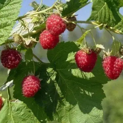 Малина КОЛОКОЛЬЧИК в Жодино