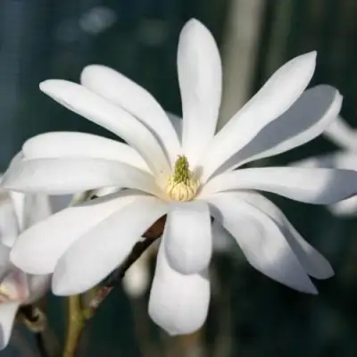 Магнолия РОЯЛ СТАР в Жодино