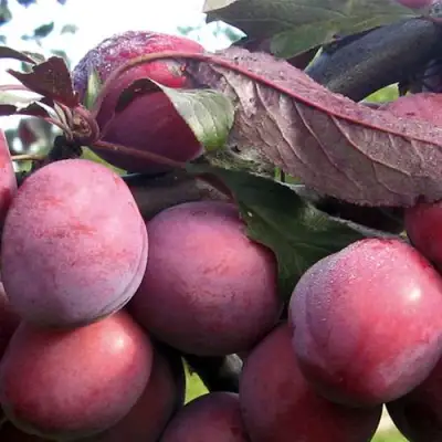 Слива ПАННА в Жодино