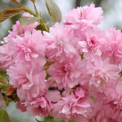 Сакура РОЗЕА ПЛЕНА в Жодино