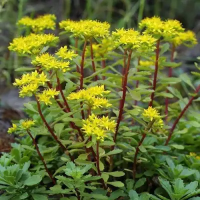 Очиток (седум) ИММЕРГРЮНХЕН в Жодино