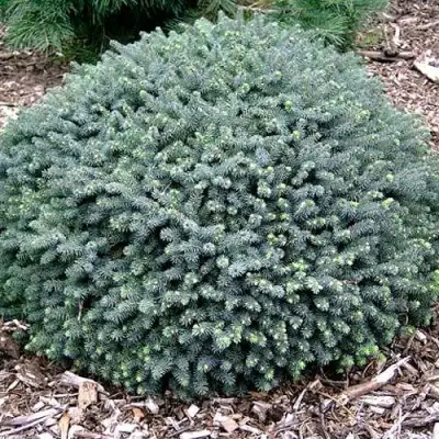 Ель ЭХИНИФОРМИС сизая в Жодино