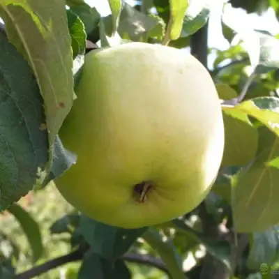 Яблоня АНТОНОВКА ОБЫКНОВЕННАЯ в Жодино