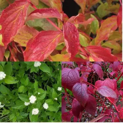 Комплект СЕВЕРНОЕ СИЯНИЕ в Жодино