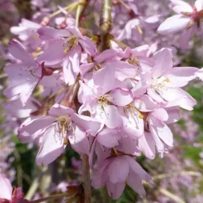 Сакура ПЕНДУЛА РУБРА в Жодино