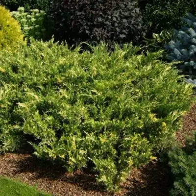 Можжевельник ВАРИЕГАТА казацкий  в Жодино