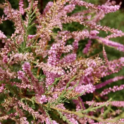 Тамарикс ПИНК КАСКАД в Жодино