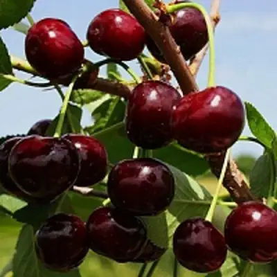 Вишня РОВЕСНИЦА в Жодино