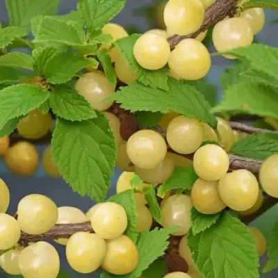 Вишня СНЕВИТ войлочная в Жодино