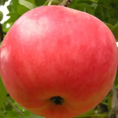 Яблоня СУЙСЛЕПСКОЕ (МАЛИНОВКА) в Жодино