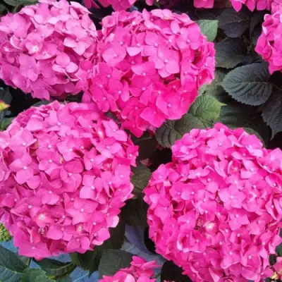Гортензия ЭНДЛЕСС САММЕР ЛАВ крупнолистная в Жодино