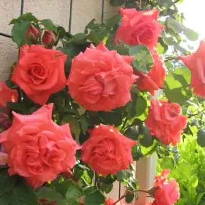 Роза ДИ ДИ БРИДЖУОТЕР плетистая в Жодино