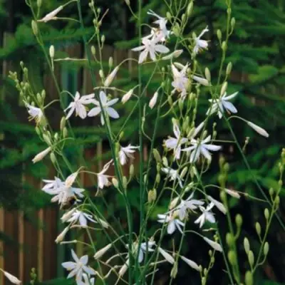 Венечник ветвистый в Жодино