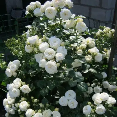 Роза АРТЕМИС шраб в Жодино